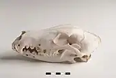 Lateral view of a dog skull, jaw closed