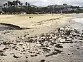 Various birds picking at seaweed at Doheny State Beach