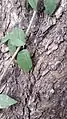 Tendrils that hook into the bark of host trees, aiding the vine to climb the trunk