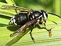 Pollinia of milkweed (Asclepias) on the legs of bald-faced hornet (Dolichovespula maculata)