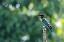 At Rangapur near Dhansar River, Nepal