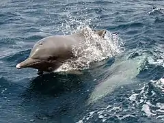 Gray dolphins