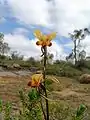 Diuris brumalis