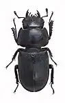 Dorcus parallelipipedus female