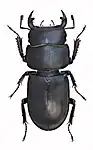 Dorcus parallelipipedus male