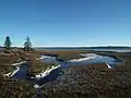 Tidal shoreline decorated with spruce trees