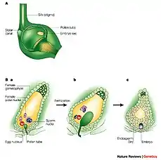 Double fertilization