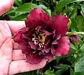 Double hellebore, dark red