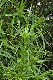 Juvenile foliage