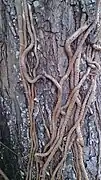 Aerial roots