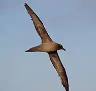 Seabird (light-mantled sooty albatross) flying over the Drake Passage