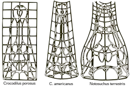 D'Arcy Thompson pioneered the study of growth and form in his 1917 book.