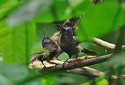 two blackish sunbirds with glossy bluish tint to face