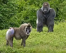 Mandrill and gorilla.