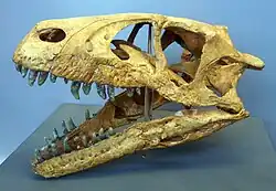 Dinosaur skull in museum with jaw propped open, showing its teeth