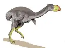 Dromornis stirtoni