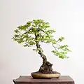 Vine Maple bonsai