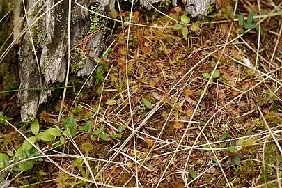 D. rotundifolia from the bog at Lake Bemidji State Park