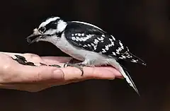 Female downy woodpecker (Dryobates pubescens) feeding on sunflower seeds.