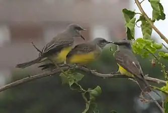 feeding young