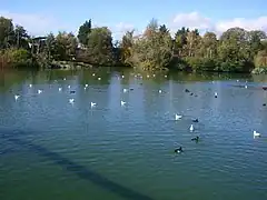 Birds on one of the many ponds at the zoo.