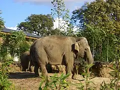 Elephants habitat.