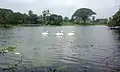 Great white pelican at Bangladesh National Zoo