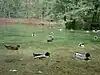 Ducks at Vrelo Bosne