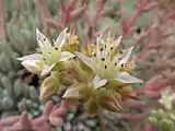 subg. Stylophyllum — The flowers of Dudleya virens subsp. hassei