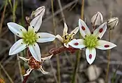 subg. Hasseanthus — The flowers of Dudleya blochmaniae