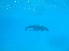 Dugong swimming in blue water with a remora attached