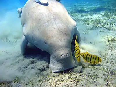 A shy but threatened dugong grazes a seagrass meadow, encouraging regrowth