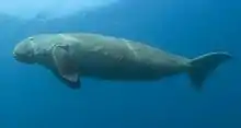 A gray dugong swimming in the water: The underside is visible, and it has large limbs behind the head, pointed down. They are triangular in shape, similar to a dolphin fin. It has a thin body compared to the head, and a forked tail fluke like that of a dolphin. It has a small eye.