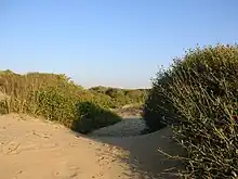 Sand dunes at a beach, surrounded by rough scrub