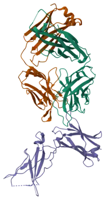 3D structure of dupilumab's antigen binding fragment complexed with a human IL-4 receptor sub-unit alpha