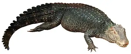 A full-body image of Cuvier's dwarf caiman to demonstrate scale arrangement