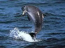 Gray dolphin