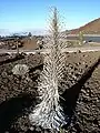 Dying Haleakalā silversword after blooming at Haleakalā National Park, Maui