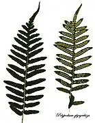 Fronds with and without spores