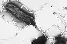 Multiple flagella in lophotrichous arrangement on surface of Helicobacter pylori