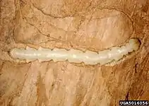 Larva