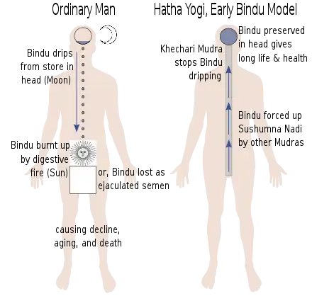 Early Bindu Model of Hatha Yoga, as described in the Hatha Yoga Pradipika and other texts. Mudras such as Viparita Karani can reverse the flow, stopping the loss of vital fluid.