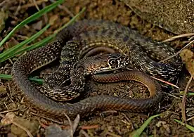 A juvenile eastern coachwhip (Masticophis flagellum flagellum), Jefferson County, Missouri (31 March 2016)