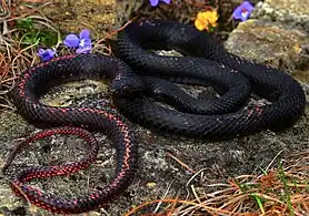 Eastern coachwhip (Masticophis flagellum flagellum), Washington County, Missouri (13 April 2018)