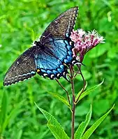 Female eastern tiger swallowtail UP (mimic)