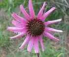 Tennessee purple coneflower (Echinacea tennesseensis)