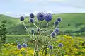 Echinops setifer in Japan