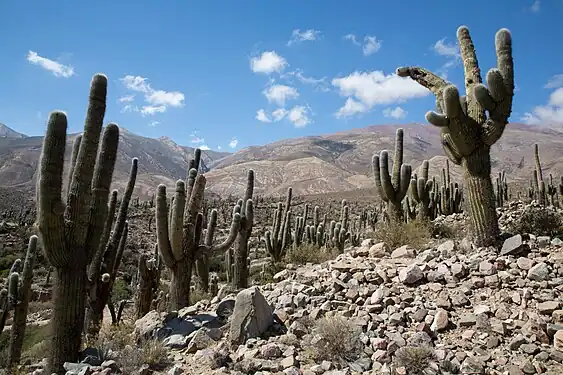 Leucostele atacamensis ssp. pasacana growing in habitat near Tilcara, Argentina