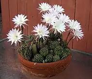 Echinopsis oxygona'