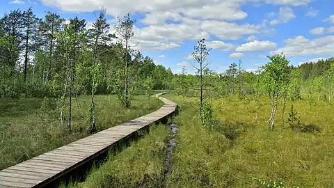 Eco-trail on the Sestroretsk swamp